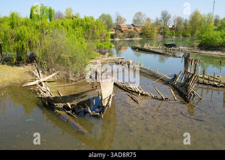 Il cimitero dei Burci, tipiche barche mercantili veneziane dei primi anni '1900 un tempo utilizzate per il commercio fluviale, in un'ansa del fiume Sile nei pressi di Casale sul Foto Stock