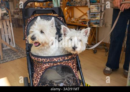 Due allegri cani da terrier bianchi delle West Highland in una carrozza in un negozio di articoli da regalo. Concetto viaggiare con animali domestici Foto Stock