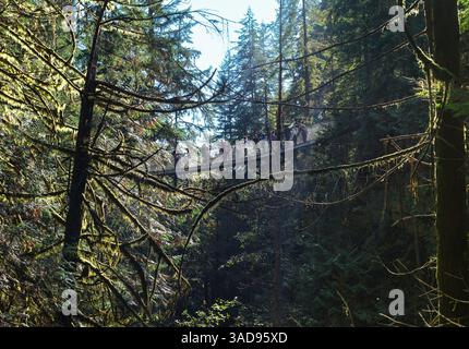 Turisti ed escursionisti sul ponte sospeso gratuito sul canyon nella foresta pluviale. Parco provinciale di Lynn Canyon. Vancouver nord. Columbia Britannica. Canada. Nord Foto Stock