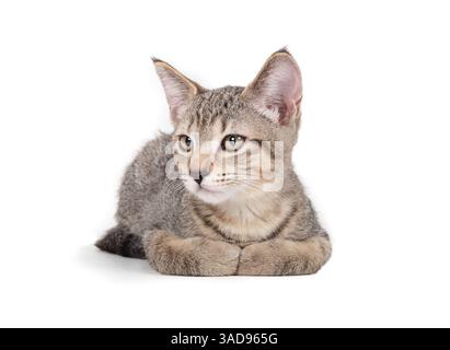 Gattino isolato disteso con le gambe nascoste sotto. Carino gattino che guarda qualcosa. Giovane gattino appena adottato. 13 settimane, gatto femminile per capelli corti, gre Foto Stock