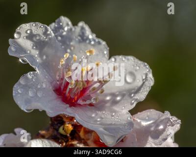 Sfondo primaverile: Dettaglio di una fioritura di mandorle bianca con gocce di pioggia Foto Stock