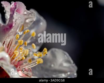 Sfondo primaverile: Dettaglio di una fioritura di mandorle bianca con gocce di pioggia Foto Stock