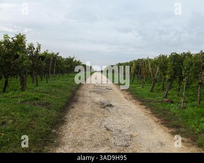 Una strada di ghiaia fiancheggiata da lussureggianti vigneti verdi su entrambi i lati, sotto un cielo nuvoloso. Il percorso conduce in lontananza, mostrando file di viti. Foto Stock