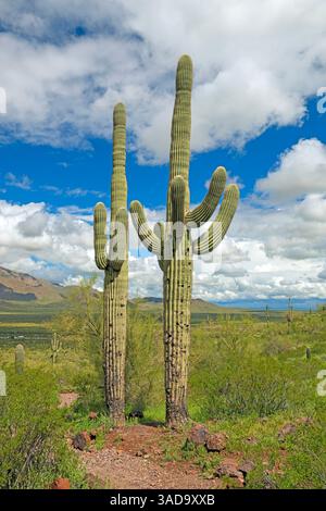 Coppia di Saguaros nella primavera nel deserto nel Picacho Peak State Park in Arizona Foto Stock