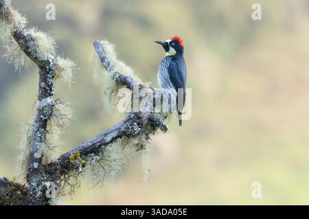 Picchio di Acorn in allerta in Costa Rica. Foto Stock