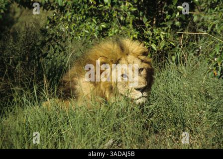 15 giugno 1997 - Masai Mara, Kenya - Awaking male Lion of Masai Mara National Park - male Lion Waking from a nap dai un look "Keep your Distance" (immagine di credito: Serac Adventure Films/ZUMAPRESS.com) Foto Stock