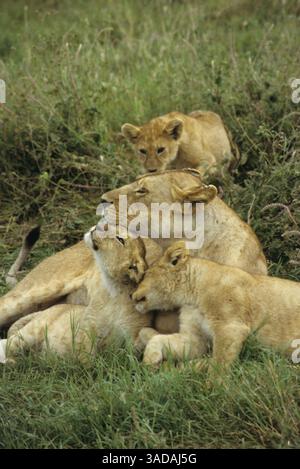 15 giugno 1997 - Masai Mara, Kenya - i giovani leoni coccolano con la madre - tre cuccioli di leone che si accarezzano con la madre nel Parco Nazionale del Serengeti, Tanzania (immagine di credito: Serac Adventure Films/ZUMAPRESS.com) Foto Stock