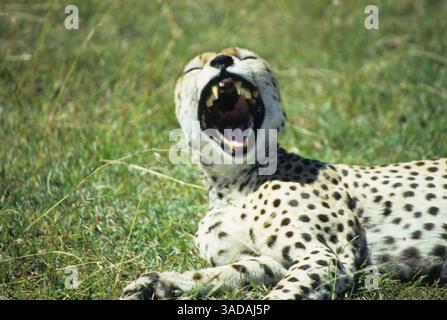 15 giugno 1997 - Masai Mara, Kenya - Sbadigliante Cheetah - il ghepardo riposante ha un grande sbadiglio che espone i suoi denti affilati mentre nuota sulle pianure del Parco Nazionale di Masai Mara (immagine di credito: Serac Adventure Films/ZUMAPRESS.com) Foto Stock