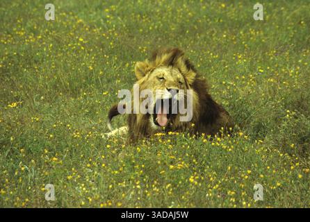 15 giugno 1997 - Masai Mara, Kenya - leone sbadigliante del cratere di Ngorongoro - leone maschio che sbadiglia tra i fiori gialli del cratere di Ngorongoro, Tanzania (Credit Image: Serac Adventure Films/ZUMAPRESS.com) Foto Stock