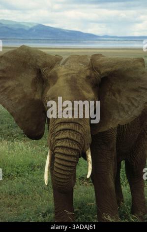 15 giugno 1997 - Masai Mara, Kenya - Elefante del cratere di Ngorongoro - grandi orecchie esposte da questo elefante del cratere di Ngorongoro (immagine di credito: Serac Adventure Films/ZUMAPRESS.com) Foto Stock