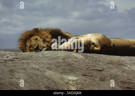 15 giugno 1997 - Masai Mara, Kenya - leoni pigri del Serengeti - leoni che prendono il sole su una grande roccia tra gli edifici migratori di GNU (Credit Image: Serac Adventure Films/ZUMAPRESS.com) Foto Stock