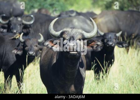 15 giu 1997 - Masai Mara, Kenya - Curious Female Cape Buffalo - curiosa bufala donna mastica un po' di erba mentre il resto della mandria guarda (Credit Image: Serac Adventure Films/ZUMAPRESS.com) Foto Stock
