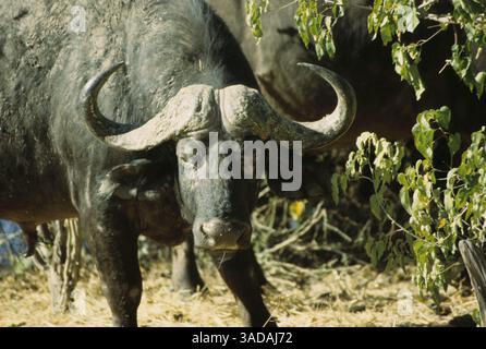 15 giugno 1997 - Masai Mara, Kenya - Angry Chobe Buffalo - Buffalo del Botswana Chobe National Park avverte di stare indietro (immagine di credito: Serac Adventure Films/ZUMAPRESS.com) Foto Stock
