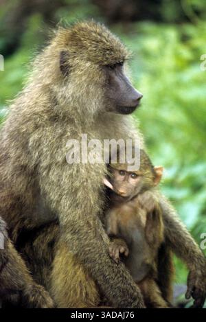 15 giugno 1997 - Masai Mara, Kenya - Suckling baby baboon - Baby baboon tira duro sul capezzolo della madre allattante (immagine di credito: Serac Adventure Films/ZUMAPRESS.com) Foto Stock
