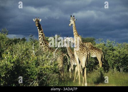 15 giu 1997 - Masai Mara, Kenya - nuvole minacciose rotolare su branco di giraffe pascolo - Una tempesta si avvicina rapidamente a un branco di giraffa Masai Mara (Credit Image: Serac Adventure Films/ZUMAPRESS.com) Foto Stock