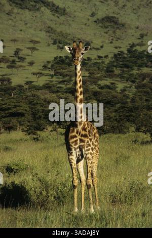 15 giugno 1997 - Masai Mara, Kenya - Giraffa Masai Mara - Giraffa alta contro le splendide colline ondulate del Parco Nazionale Masai Mara (immagine di credito: Serac Adventure Films/ZUMAPRESS.com) Foto Stock