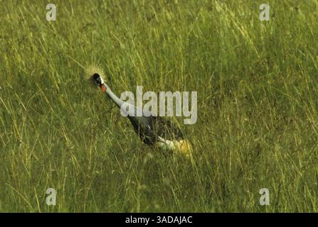 15 giugno 1997 - Masai Mara, Kenya - Curious Crested Crane - Crested Crane guarda curiosamente attraverso le alte erbe del Parco Nazionale Masai Mara (immagine di credito: Serac Adventure Films/ZUMAPRESS.com) Foto Stock