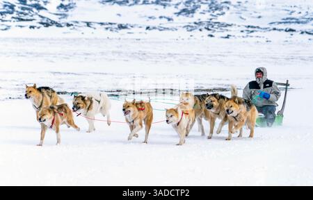 Una squadra di cani da slitta che tirano una slitta attraverso un paesaggio innevato, con un musher che li guida. La scena cattura la bellezza dell'inverno e il legame tra di loro Foto Stock