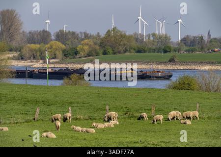 Il Reno vicino al villaggio di Kalkar-Grieth, pecore che pascolano sui prati del Reno, diga forestiera, nave da carico sul Reno, Renania settentrionale-Vestfalia, Germa Foto Stock