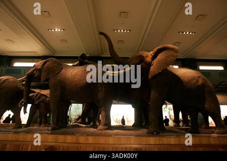 18 novembre 2007 - New York, New York, USA - Una mandria di elefanti africani in mostra all'American Museum of Natural History di New York la domenica (immagine di credito: NorthFoto/ZUMAPRESS.com) Foto Stock