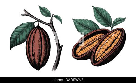 Illustrazione vettoriale di fagioli di cacao isolati su sfondo bianco. Ideale per prodotti alimentari, cioccolato e prodotti naturali. Illustrazione Vettoriale
