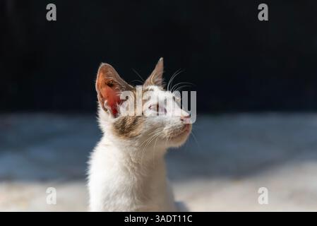 un bel gatto in stato di gioco in una mattinata di sole Foto Stock