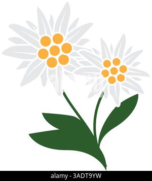 Logo Edelweiss. Stella alpina isolata su sfondo bianco Illustrazione Vettoriale