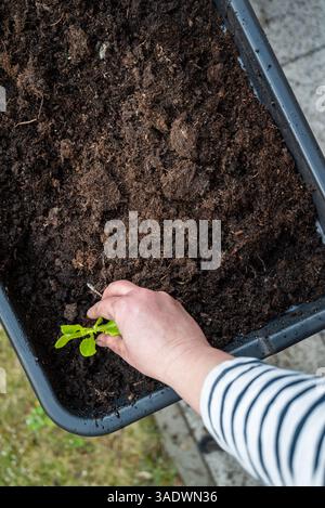 giardiniere piantare a mano piccole piante di lattuga o piantine nel terreno in un contenitore rialzato Foto Stock