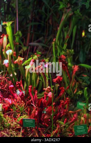 Inflorescenza rosa Drosera capensis. Le rughe rosse tropiche fioriscono carnivore, Sarracenia x catesbaei (Catesby's Pitcher Plant) crescono in gar botanico Foto Stock