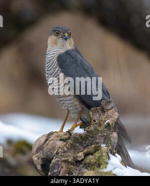 Lo sparrowhawk eurasiatico maschio (Accipiter nisus) siede su un vecchio ceppo di alberi in attesa di preda Foto Stock