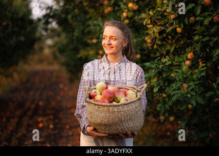 Donna sorridente che tiene in mano un cesto di mele appena raccolte nel frutteto durante la raccolta autunnale al tramonto. Foto Stock
