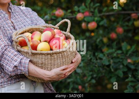 Agricoltore che detiene un cesto pieno di mele appena raccolte nel frutteto durante la stagione autunnale del raccolto, vista ravvicinata. Foto Stock