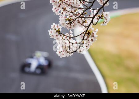 Suzuka, Giappone. 6 aprile 2025. Suzuka, Giappone. 6 aprile 2025. Sakura fiore di ciliegio durante il Gran Premio del Giappone di Formula 1 Lenovo 2025, 3° round del Campionato del mondo di Formula 1 FIA 2025 dal 4 al 6 aprile 2025 sul circuito di Suzuka, a Suzuka, Giappone - foto Florent Gooden / DPPI Credit: DPPI Media/Alamy Live News Foto Stock