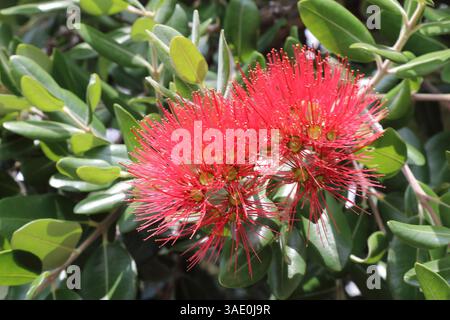 Neuseeländischer Weihnachtsbaum / albero di Natale della Nuova Zelanda / Metrosideros excelsa Foto Stock
