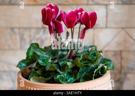 Ciclamino (ciclamino persico) fiori da vicino, rosso rosa Foto Stock