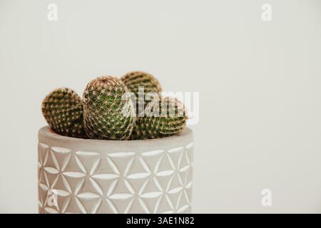 Mammillaria matudae bravo cactus in vaso Foto Stock