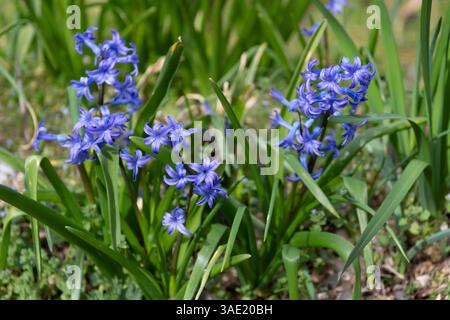 Hyacinthus orientalis (comune, giardino, giacinto olandese) fiori close up con sfondo verde Foto Stock