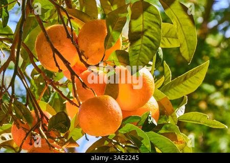 Orange Tree Laden con frutta fresca matura in un frutteto illuminato dal sole Foto Stock