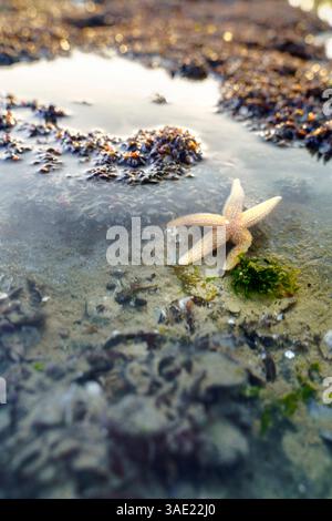 Banchi di cozze con piccole conchiglie e mare vivo in acque cristalline lungo la costa Foto Stock
