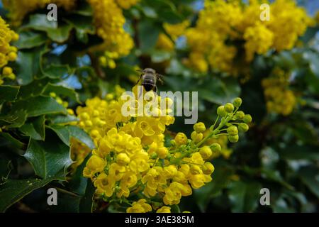 Macro shot di un'ape seduta su un fiore di mahonia giallo in fiore all'inizio della primavera Foto Stock