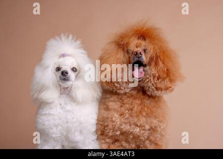 Ritratto di due eleganti barboncini con soffici cappotti curati, bianco e albicocca, in posa su sfondo beige. Foto Stock