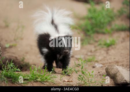 Skunk striato (mefite mefite) | Streifenskunk (mefite mefite), Jungtier Foto Stock