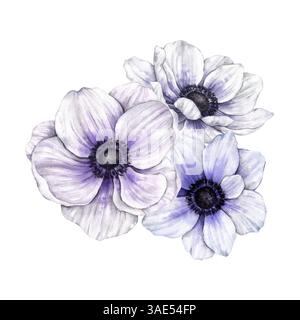 Bouquet di tre fiori di anemone di delicato colore viola. Illustrazione botanica dipinta con acquerelli. Illustrazione per le vacanze primaverili ed estive Foto Stock