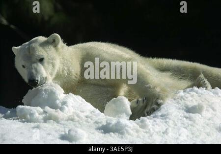 7 febbraio 2004; San Diego, CA, Stati Uniti; SHIKARI, una femmina di nove anni orso polare, gioca in 18 tonnellate di neve prelevate da 300 blocchi di ghiaccio sotto il cielo azzurro con temperature basse negli anni '70 allo zoo di San Diego. L'evento si è tenuto a conclusione della Polar Bears International Conference, il più grande raduno di professionisti dello zoo e scienziati dell'orso polare. (Immagine di credito: Earl S. Cryer/ZUMAPRESS.com) Foto Stock