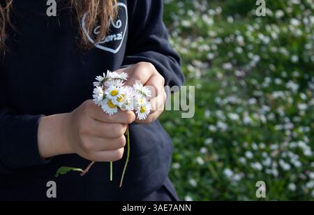 Primo piano delle mani di un bambino con un piccolo mazzo di fiori bianchi. Sullo sfondo, un campo di fiori bianchi su un prato verde Foto Stock