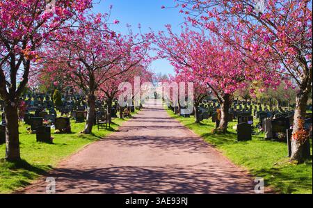 Splendido baldacchino in fiore rosa, nel cimitero di Christchurch, Newport, Galles del Sud. Foto Stock