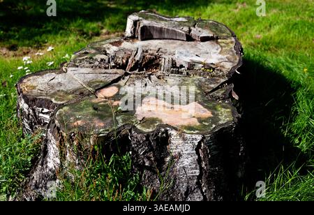Un ceppo d'albero in decomposizione naturale in un'area erbosa mostra intricati schemi di decadimento e agenti atmosferici. Foto Stock