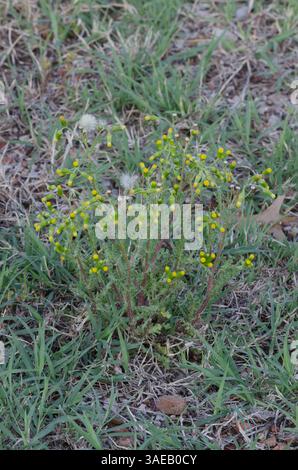 Groundsel comune, Senecio vulgaris Foto Stock