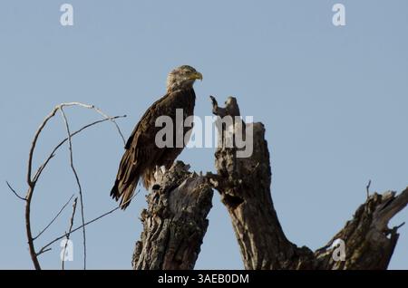 Aquila calva, Haliaeetus leucocephalus, immaturo a luce laterale Foto Stock