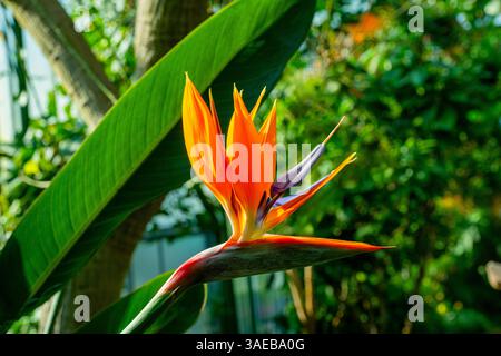Uccello del Paradiso fiore (Strelitzia reginae) in piena fioritura in giardino tropicale Foto Stock